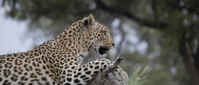Machaba Safaris Kiri Camp Wildlife Sightings Dec 2024 Suites Leopard Sighting Machaba Safaris Kiri Camp Wildlife Sightings Dec 2024 Suites Leopard Sighting