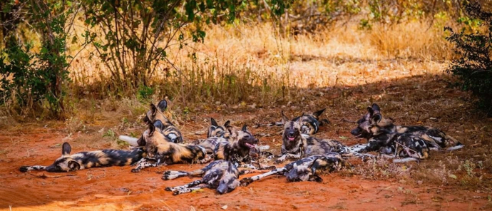 Machaba Ingwe Pan Camp Wildlife Sightings May 2025 African Wild Dogs Resting In Shade Machaba Ingwe Pan Camp Wildlife Sightings May 2025 African Wild Dogs Resting In Shade