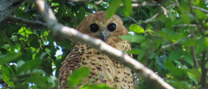 Machaba Monachira Camp Wildlife Sightings Decemberr 2025 Pels Fishing Owl