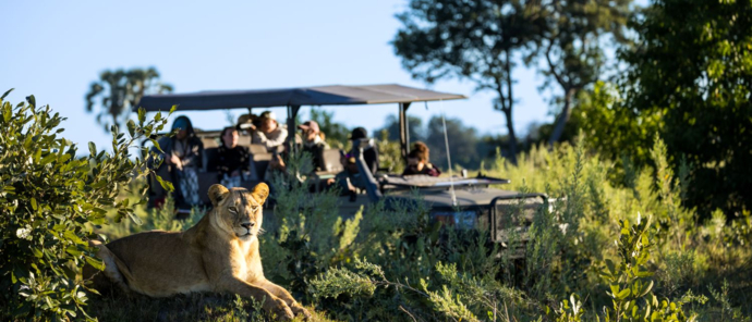 A group on game drive enjoy the sighting of a liness in teh Okavango Delta