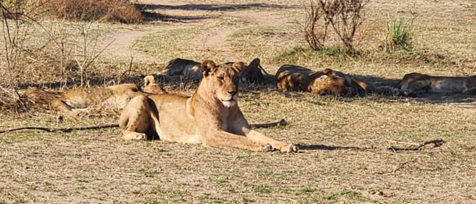 Machaba Ingwe Pan Camp Wildlife Sightings August 2026 Lions Resting Under A Tree