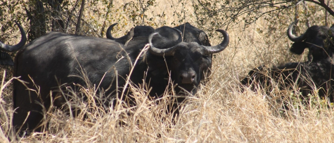 Machaba Deteema Springs Camp Wildlife Sightings September 2025 Buffalos In Zimbabwe Machaba Deteema Springs Camp Wildlife Sightings September 2025 Buffalos In Zimbabwe