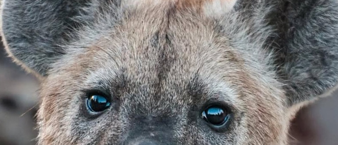 Machaba Camp Wildlife Sightings September 2025 Adult Hyena Machaba Camp Wildlife Sightings September 2025 Adult Hyena