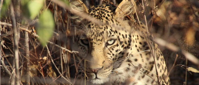 Machaba Ingwe Pan Camp Wildlife Sightings May 2026 Leopard In The Bush