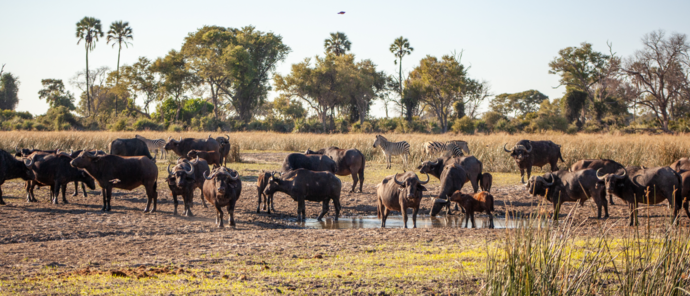 Machaba Gomoti Plains Camp Wildlife Sightings May 2026 Herd Of Buffalo