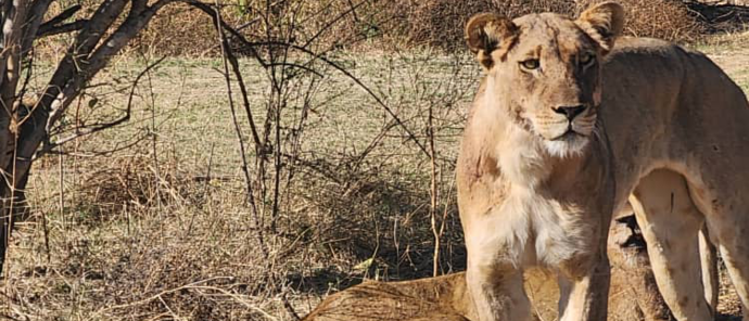 Machaba Ingwe Pan Camp Wildlife Sightings August 2026 Lioness Spotted On Safari