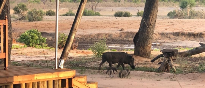 Machaba Zimbabwe Hwange Verneys Camp Warthog 2 Sightings November 2019 Machaba Zimbabwe Hwange Verneys Camp Warthog 2 Sightings November 2019