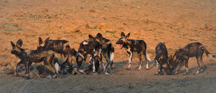 Machab Safaris Zimbabwe Ingwe Pan Wild Dogs Machab Safaris Zimbabwe Ingwe Pan Wild Dogs