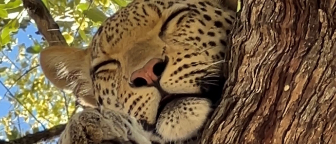Leopard spotted in a tree Leopard spotted in a tree