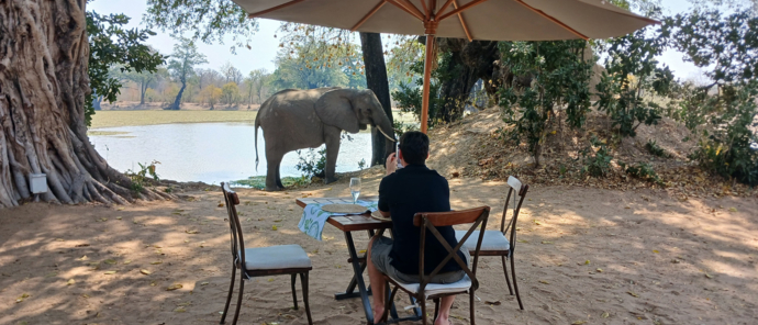 Elephant At Camp.jpg Elephant At Camp.jpg
