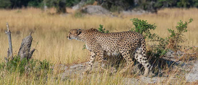 Kiri Camp Cheetah Okavango Machaba Safaris Kiri Camp Cheetah Okavango Machaba Safaris