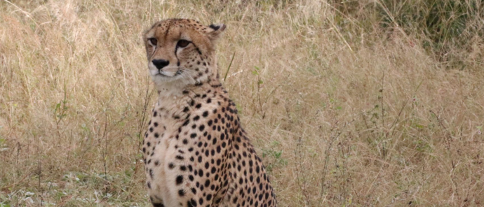 Machaba Ngoma Safari Lodge Wildlife Sightings April 2026 Cheetah In Chobe National Park
