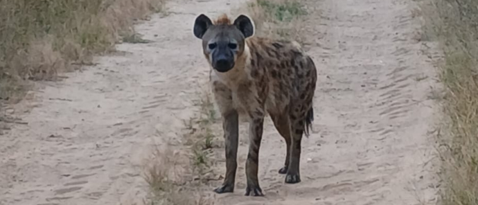 Machaba Verneys Camp Wildlife Sightings June 2026 Female Hyena