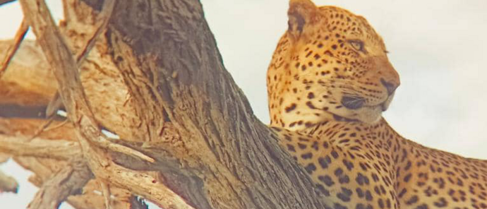 Machaba Kiri Camp Wildlife Sightings August 2026 Leopard In A Tree
