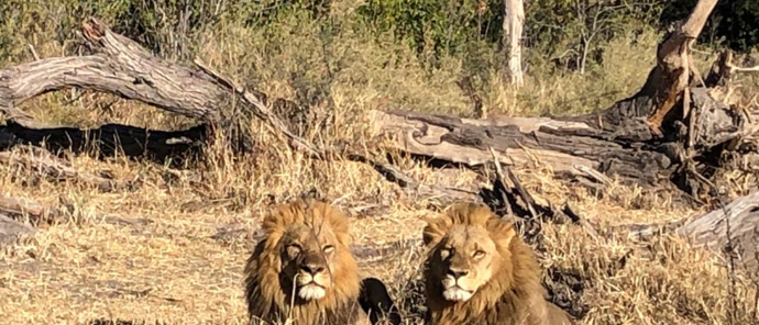 Machaba Botswana Okavango Delta Gomoti Plains Sighting June 2020 Lion Machaba Botswana Okavango Delta Gomoti Plains Sighting June 2020 Lion