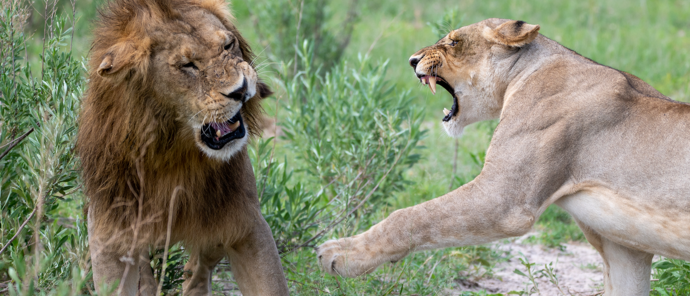 Botswana Gomoti Plains Lions Botswana Gomoti Plains Lions