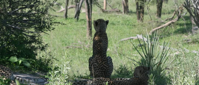 Botswana Okavango Delta Gomoti Plains Wildlife Sightings Feb 2023 Cheetahs Botswana Okavango Delta Gomoti Plains Wildlife Sightings Feb 2023 Cheetahs