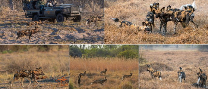 Machaba Safaris Wild Dog Hunting Machaba Safaris Wild Dog Hunting