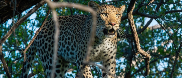 Machaba Kiri Camp Wildlife Sightings March 2025 Male Leopard In A Tree Machaba Kiri Camp Wildlife Sightings March 2025 Male Leopard In A Tree