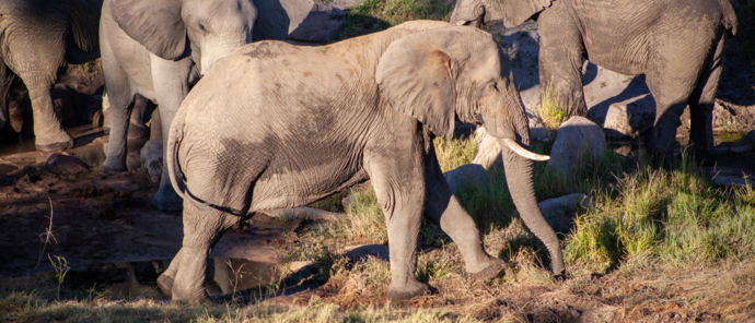 Machaba Deteema Springs Camp Wildlife Sightings July 2026 Elephants Near Deteema Springs Camp