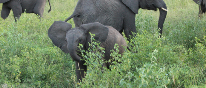 Machaba Botswana Chobe Ngoma Sighting July 2020 Elephants