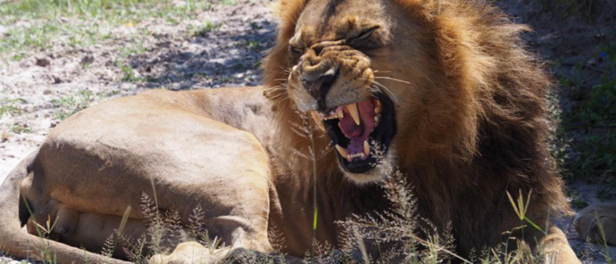 Botswana Gomoti Camp Okavango Delta Lion Grin