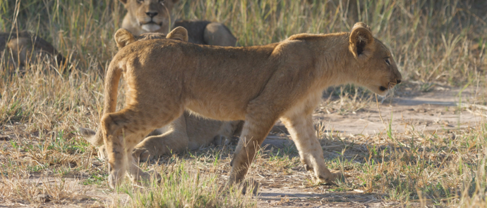 Machaba Safaris Zimbabwe Deteema Springs Cub Machaba Safaris Zimbabwe Deteema Springs Cub