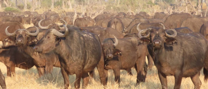 Machaba Safaris Gomoti Plains Camp Buffalo Machaba Safaris Gomoti Plains Camp Buffalo