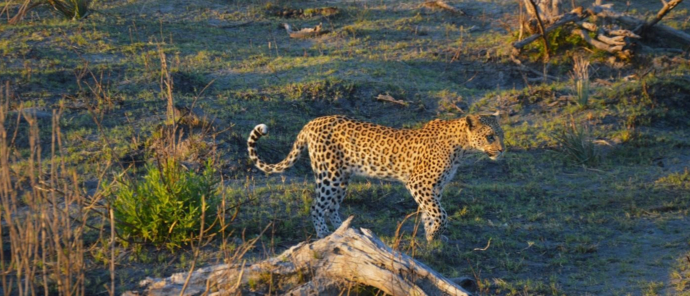 Machaba Safaris Kiri Camp Kiri Leopard Machaba Safaris Kiri Camp Kiri Leopard