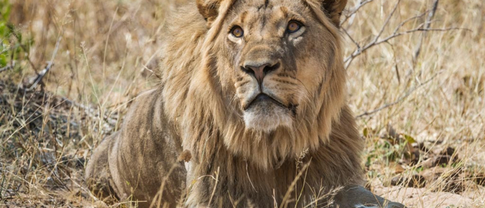 A lion rests in the shade near Manga Pan, the lion's hunting round. 