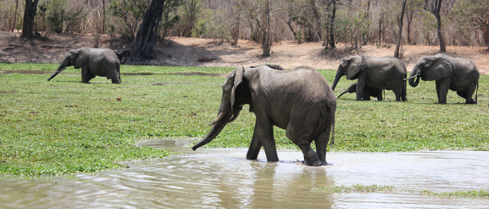 Machab Safaris Ingwe Pan Camp Elephants Machab Safaris Ingwe Pan Camp Elephants