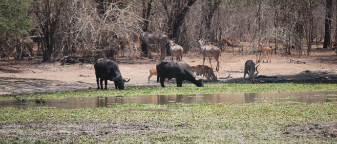 Buffalo and Impala at watering hole Buffalo and Impala at watering hole