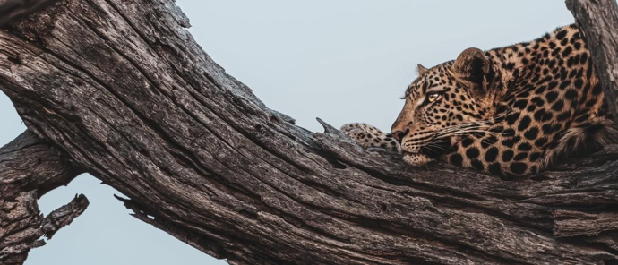 Machaba Camp Wildlife Sightings July 2025 Leopard In A Tree Machaba Camp Wildlife Sightings July 2025 Leopard In A Tree
