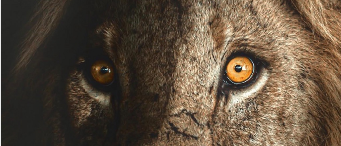 Machaba Camp Wildlife Sightings January 2026 Lion Spotted On Safari