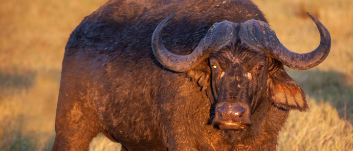 Botswana Okavango Delta Machaba Camp Sightings April 2021 Buffalo 1 Botswana Okavango Delta Machaba Camp Sightings April 2021 Buffalo 1