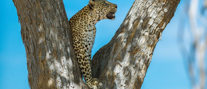 Botswana Okavango Delta Machaba Camp Sightings December 2021 Leopard Zaphod Botswana Okavango Delta Machaba Camp Sightings December 2021 Leopard Zaphod