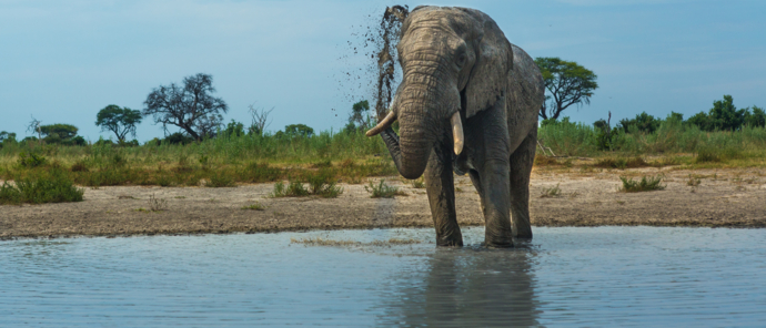 Botswana Okavango Delta Gomoti Plains Wildlife Sightings Feb 2023 Elephant At Waterhole Botswana Okavango Delta Gomoti Plains Wildlife Sightings Feb 2023 Elephant At Waterhole