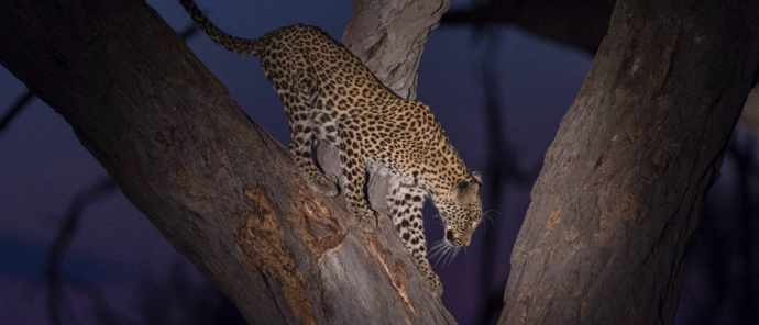 Frustrated loepard looking at its kill get eaten by other predators Frustrated loepard looking at its kill get eaten by other predators