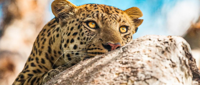 Machaba Camp Wildlife Sightings September 2025 Leopard Machaba Camp Wildlife Sightings September 2025 Leopard