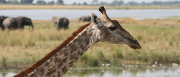 Machaba Ngoma Safari Lodge Wildlife Sightings August 2026 Giraffe
