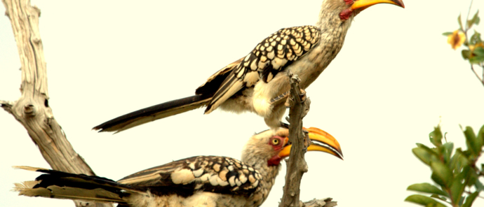 Machaba Deteema Springs Wildlife Sightings April Bird Machaba Deteema Springs Wildlife Sightings April Bird