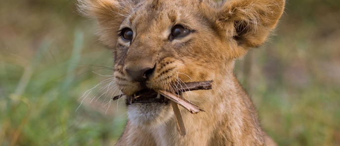 Botswana Okavango Delta Machaba Camp November Sightings Lion Cub Botswana Okavango Delta Machaba Camp November Sightings Lion Cub