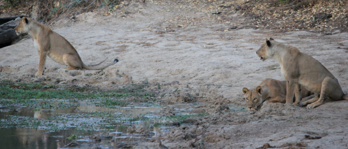 Machaba Ingwe Pan Camp Wildlife Sightings September 2025 Lionesses On The Riverside Machaba Ingwe Pan Camp Wildlife Sightings September 2025 Lionesses On The Riverside