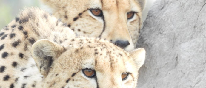 Machaba Kiri Camp Wildlife Sightings June 2026 Cheetah Coalition