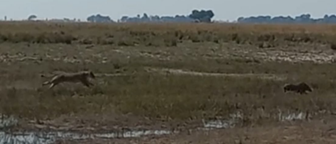 Machaba Ngoma Safari Lodge Wildlife Sightings July 2026 Lion Chasing Warthog