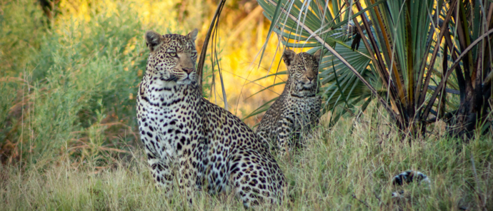 Machaba Botswana Okavango Delta Gomoti Plains Sightings February 2020 Leopard Machaba Botswana Okavango Delta Gomoti Plains Sightings February 2020 Leopard