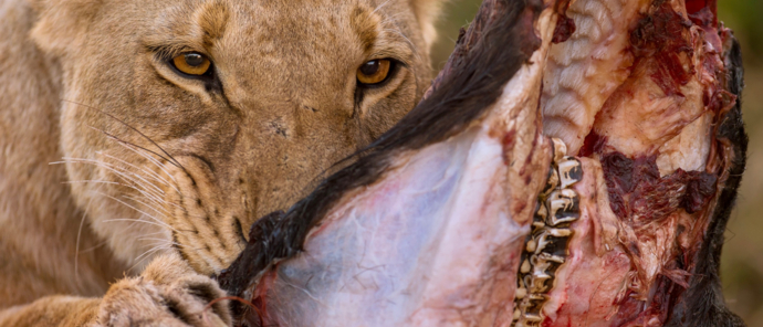 Machaba Safaris Machaba Camp Stories Oct 2023 Lion Kill Machaba Safaris Machaba Camp Stories Oct 2023 Lion Kill
