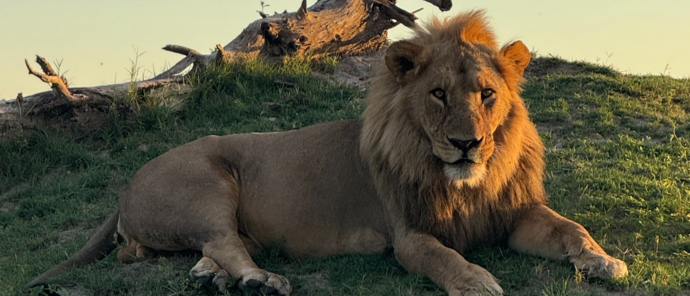 Machaba Kiri Camp November Sightings Male Lion On A Hill Machaba Kiri Camp November Sightings Male Lion On A Hill