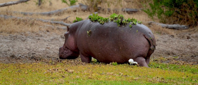 Machaba Ingwe Pan Camp Wildlife Sightings May 2025 Hippo Coming Out Of The Water Machaba Ingwe Pan Camp Wildlife Sightings May 2025 Hippo Coming Out Of The Water