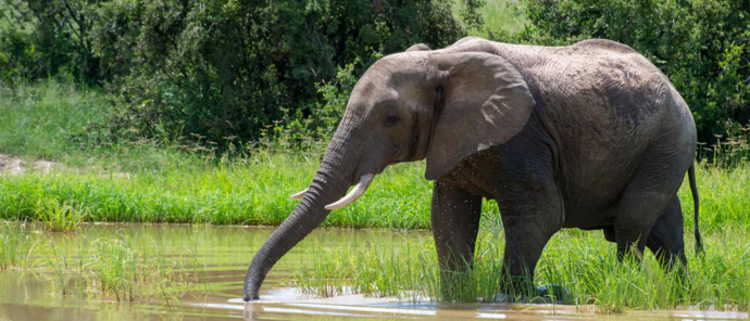 Machaba Verneys Camp Wildlife Sightings January 2026 Lone Elephant